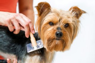 Anaheim pet grooming services