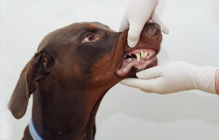 Orange County pet dental care