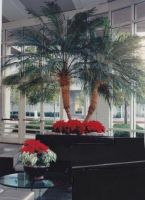 interior plant service antioch Commercial Plant Services