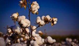 cotton exporter bakersfield Calcot Limited