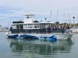 whale watching tour agency carlsbad Oceanside Adventures