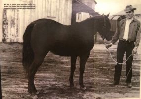 horse breeder fresno Will Gill & Sons