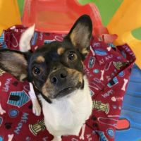 dog day care center garden grove Wags & Wiggles