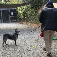 dog trainer garden grove Falco Dog Training OC