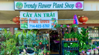 interior plant service garden grove Trendy Flower Plant Shop