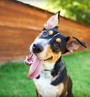 Crossroads Pet Resort – Dog Training & Behavior Specialists