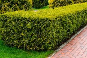Learn More About Hedging Plants