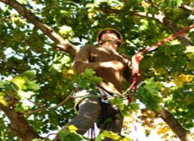 tree service glendale Special Tree Service