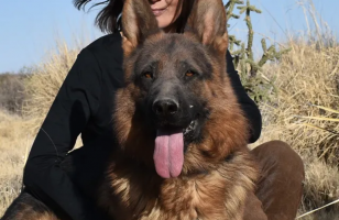 dog breeder glendale German Shepherds Puppies and Personal Protection Dogs