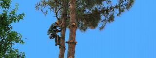 tree service glendale Anderson Tree Experts
