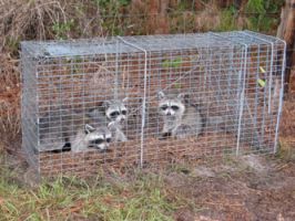 3 raccoons in cage