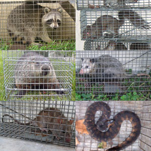 some of the animals we've captured