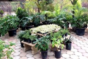 Learn More About Garden Plants