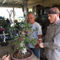 bonsai plant supplier glendale Fuji Bonsai Nursery