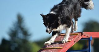 dog trainer hayward Sit Means Sit Dog Training - East Bay