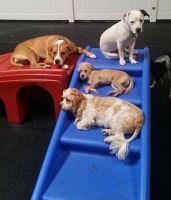 dog day care center hayward PupTown Dog Daycare & Boarding