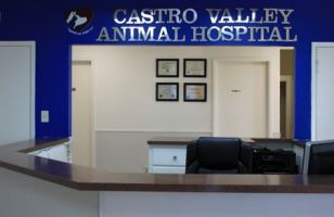 emergency veterinarian service hayward Castro Valley Animal Hospital
