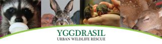 wildlife rescue service hayward Yggdrasil Urban Wildlife Rescue