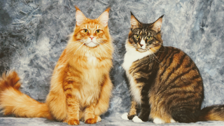 cat breeder hayward MousseeCoons Maine Coon Cattery