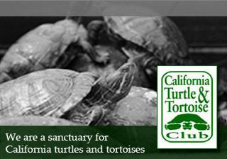 Sanctuary for Turtles and Tortoises