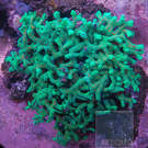Seriatopora sp. Thick Branched Green Birdsnest Coral - Stock Frag