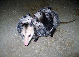 Opossum with babies captured and evicted from attic in a humane way