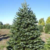 christmas tree farm inglewood Shawn's Christmas Trees