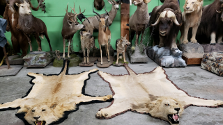 taxidermist inglewood Animal Art Taxidermy & Studio Rentals