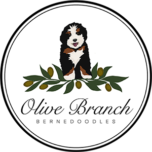 dog breeder irvine Olive Branch Bernedoodles