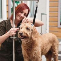 dog trainer irvine Petco Dog Training