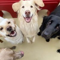 dog day care center irvine Wags & Wiggles