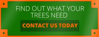 What a Tree Removal Service Can Tell You About Your Yard_CTA