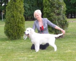 dog breeder irvine Golden Sensation Kennel