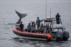 whale watching tour agency irvine Pacific Offshore Expeditions