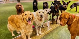 dog day care center irvine Doggie Daycare...And More
