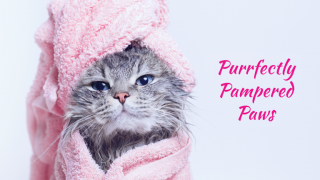 pet groomer lancaster Purrfectly Pampered Paws Salon and Spa