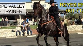 horse boarding stable lancaster Antelope Valley Horse Trainer