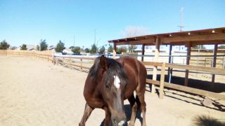 animal shelter lancaster All Valley Horse Rescue