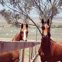 horse rental service moreno valley Canyon Lake Farm Equestrian Center