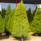 christmas tree farm moreno valley Sand Haven Pines