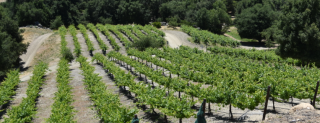 winery murrieta Majorca Vineyards