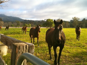 horse breeder murrieta Kingsway Farm