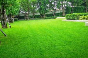 Learn More About Lawn Maintenance