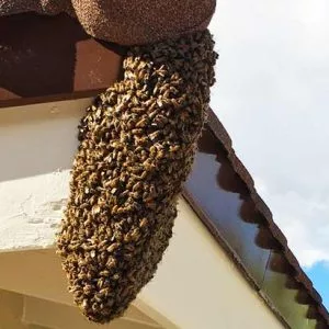 Honey Bee Relocation Service