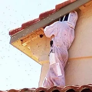 Bee Removal From Homes