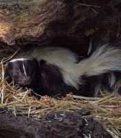 Skunk trapping and removal