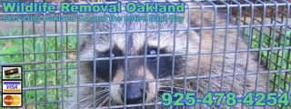 Oakland Wildlife Pest Control Advice: How To Get Rats Out Of Your House