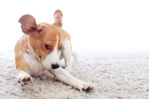 Pet Stain/Odor Treatment