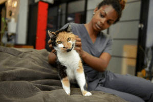 cat boarding service oakland Mission Cats: In-Home Care