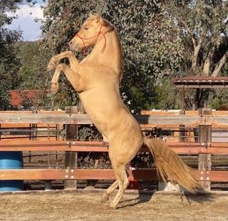 horse breeder oceanside Sommer Ranch Andalusians